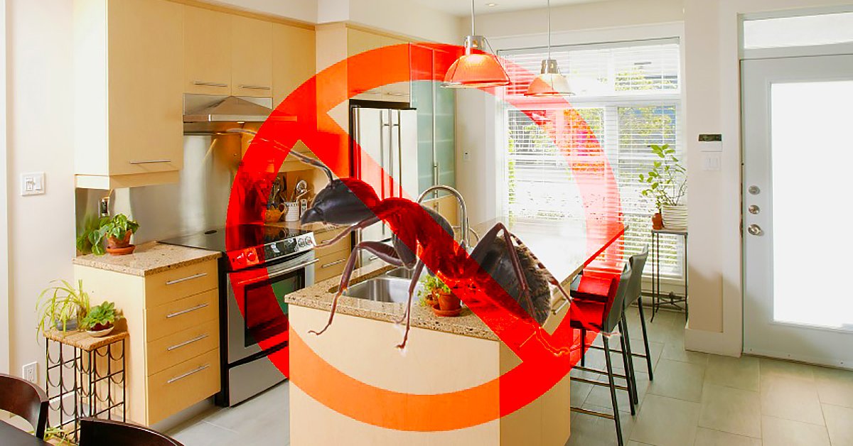 Откуда берутся рыжие домашние муравьи в квартире